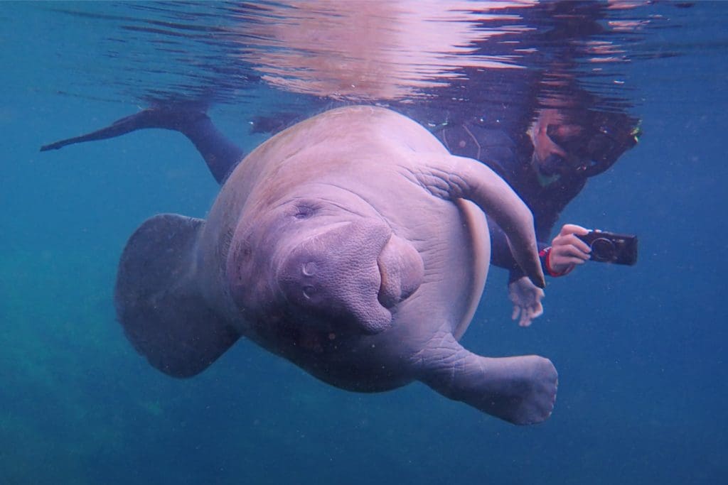 Swim with Manatees in Crystal River Swim with Manatees in Crystal River