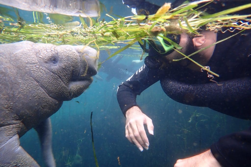 Swim with Manatees in Crystal River Swim with Manatees in Crystal River