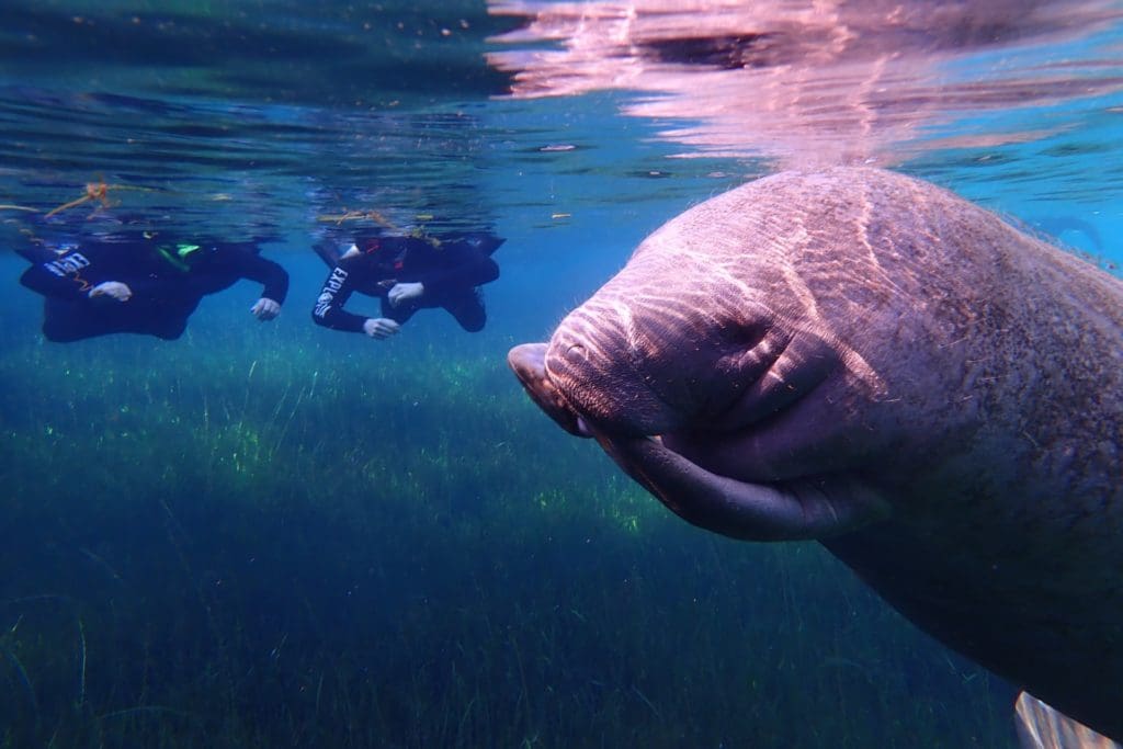 Swim with Manatees in Crystal River Swim with Manatees in Crystal River