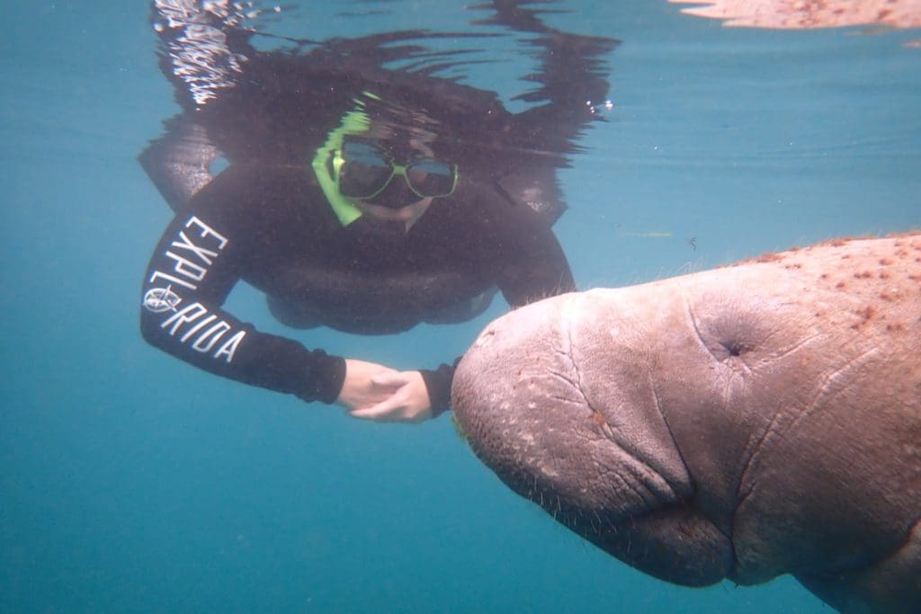 Swim with Manatees in Crystal River Swim with Manatees in Crystal River