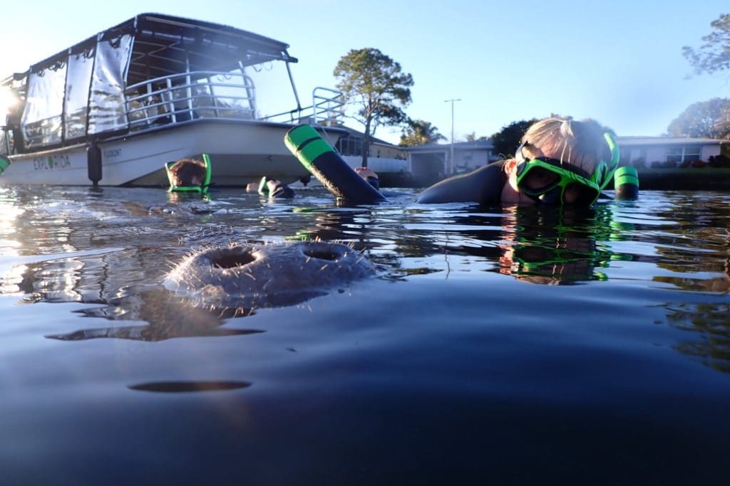 Swim with Manatees in Crystal River Swim with Manatees in Crystal River