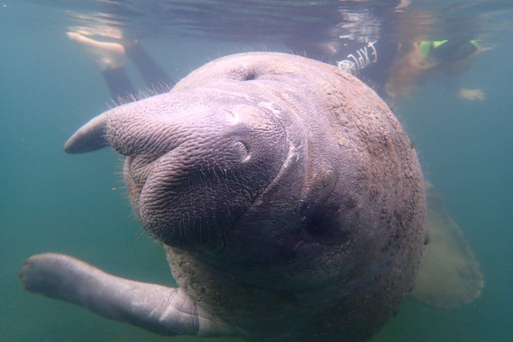 Swim with Manatees in Crystal River Swim with Manatees in Crystal River