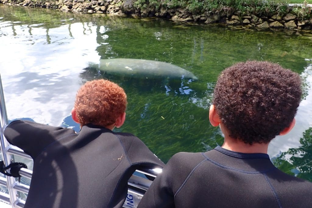 Swim with Manatees in Crystal River Swim with Manatees in Crystal River