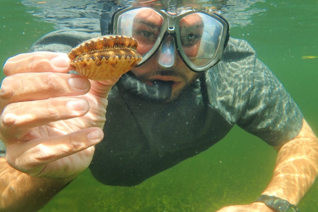 Swim with Manatees in Crystal River Swim with Manatees in Crystal River
