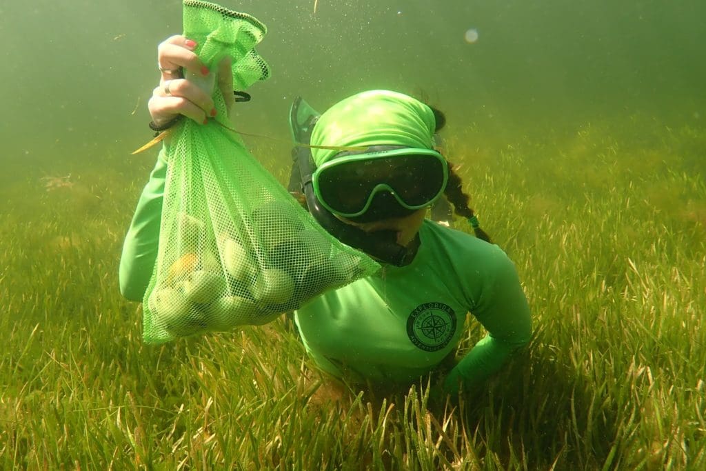 Swim with Manatees in Crystal River Swim with Manatees in Crystal River